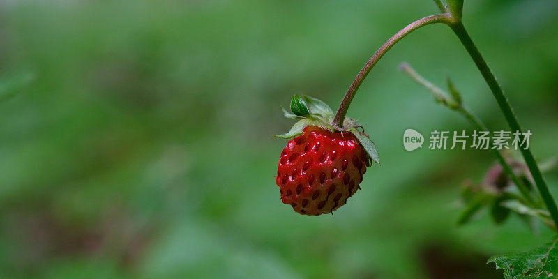 红熟野草莓(Fragaria vesca